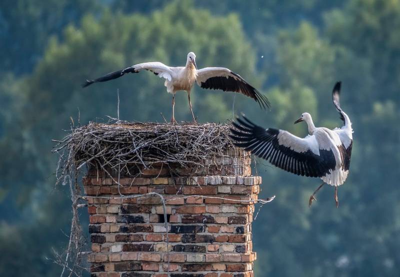 Professional Chimney Animal Removal Services in St Clair Shores, Michigan