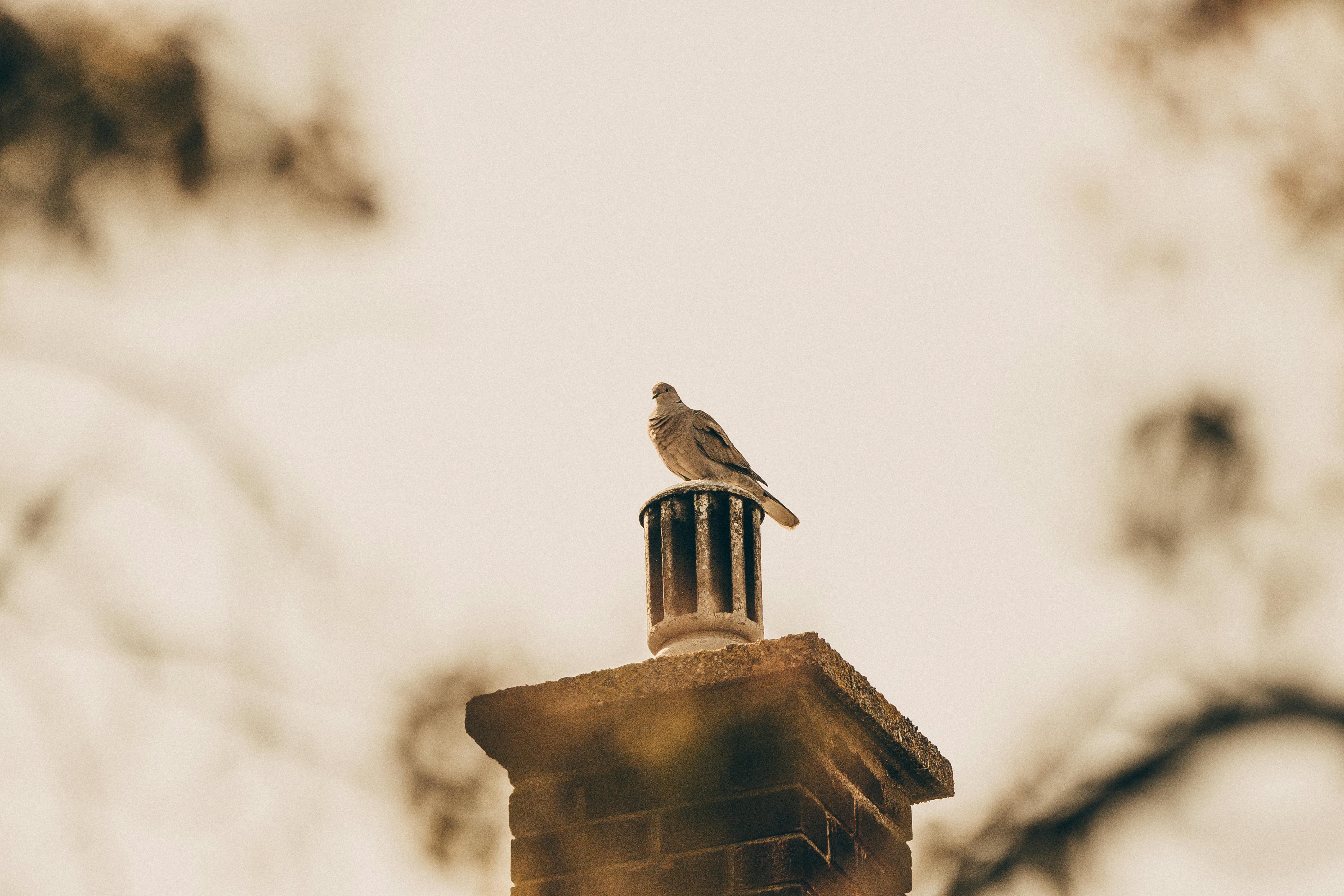 Professional Chimney Cap Installation Services in St Clair Shores, MI Expert Chimney Cap Installation in St Clair Shores, Michigan